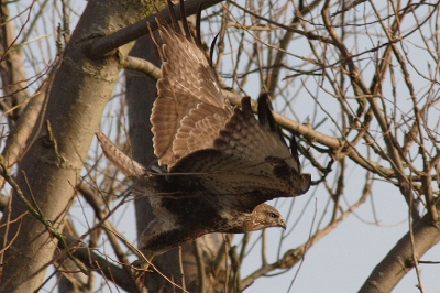 Knap hoe die tussen alle takken door toch zijn 'Take-off'
kan maken....
Canon-20D, 300mm, ISO-800, 1/800 sec.