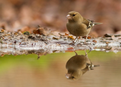 Vrouwtjes vink  foeragerend nabij een drinkpoel. Gefotografeerd in het Grootenhout bos te Gierle (Belgi).