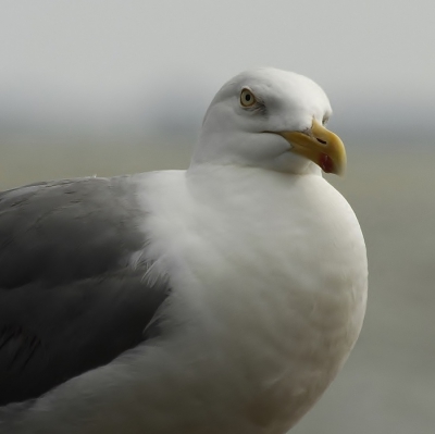 Over het algemeen ben ik een liefhebber van foto,s met veel ruimte, soms doet de gelegenheid zich voor echter om een portret te maken van een vogel, zoals deze zilvermeeuw , die zo hautain kijkt alsof het een burgemeester is.