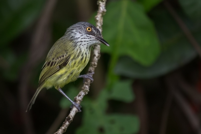 Dit vogeltje liet zich goed benaderen, maar bleef helaas niet erg lang zitten... toch lang genoeg voor deze opname...