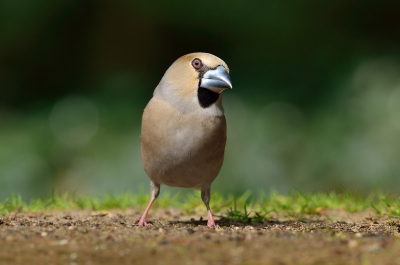 De appelvink vind ik persoonlijk 1 van de mooiste vogelsoorten die in Nederland voorkomen. Vanuit een vaste schuilhut heb je kans op dit resultaat.