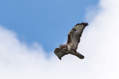 een buizerd vloog vlak over me heen toen precies de zon op zijn lichaam scheen. hij vloog eerst hele tijd langs de andere kant naar een boom