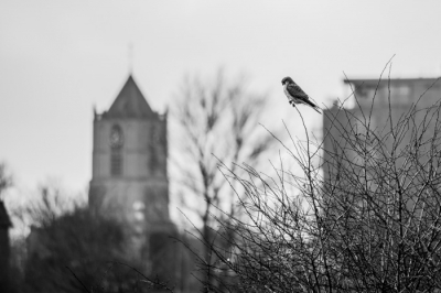 mooi zitten op een tak voor de kerk van tiel zag ik dit shot dat volgens mij goed bij de maand opdracht past.