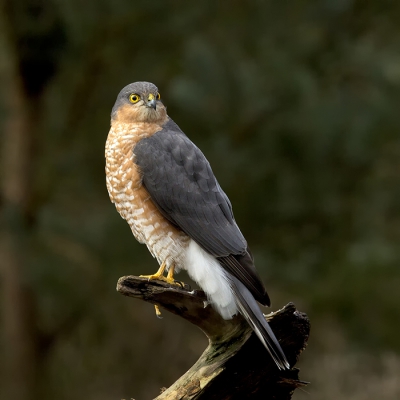 De morgen begon niet hoopvol. Druilerig weer en een koude nevel zorgden voor slechte omstandigheden. Rond 1 uur klaarde het op en brak er zelfs een zonnetje door. De vogeltjes rond de vijver leken echter verdwenen. De reden werd snel duidelijk. Plotseling kwam deze sperwer aangevlogen die er eens goed voor ging zitten. Heel voorzichtig de lens gedraaid en de ontspanner ingedrukt. Ik raak er opnieuw opgewonden van...