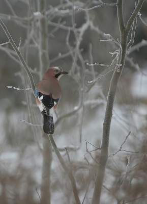 "De winters van vroeger waren vroeger waren veel kouder en mooier"":hoor ik veel ouderen zeggen.Ik begin er bijna in te geloven Dit is een foto van 2012