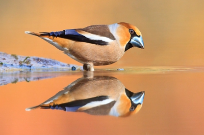 mooi licht en een mooie vogel en wat wil je nog meer een mooie spiegeling natuurlijk ! deze foto is gemaakt vanuit een ingegraven hut (ooghoogte met de vogels)
de kleuren zijn mede ontstaan door stuiken in de achtergrond die op het water spiegelen !