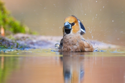 hier nog een foto van de badderende appelvink toen de zon even minder was en er wat zachter licht door de bomen scheen