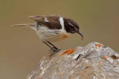 Voor het eerste op Fuerteventura met het idee ik ga eens even al die bijzonder vogels spotten.  Dat viel tegen, de trap hebben we niet gevonden..  Maar wel mooie plaatjes gemaakt.  Dit vind ik zelf de mooiste een Canarische Roodborsttapuit die net een insect heeft gevonden.  De foto is gemaakt in een vochtig dalletje.