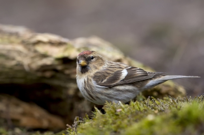 Tussen allerlei soorten zat opeens voor mij een "aparte" soort.
Al snel was duidelijk dat dit mijn eerste ontmoeting met een barmsijs was. Het was echter een snelle ontmoeting want meer dan 1 foto kon ik er niet van maken. De rest van de dag liet hij zich namelijk niet meer zien. Toch een mooie aanvulling op mijn verzameling.