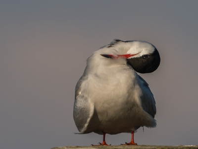 Heerlijk in het avondzonnetje de veertjes poetsen.
Tja, als je veel duikt moeten de veertjes in topconditie zijn .
En dat alles vlak voor mijn neus.