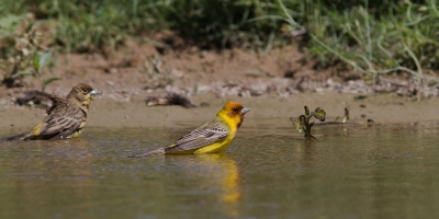 Verschillende bruinkopgorzen namen een bad in een klein plasje, ontstaan door de overloop van een drinkgoot van de schapen en geiten.
Hier een koppel in beeld.