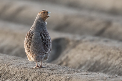 Eerder plaatste ik een opname van deze Patrijs net na een fris buitje. Bij het doorsnuffelen van de opnames kwam ik deze nog tegen waarbij de vogel lekker vrij stond te roepen. Het was bijna koud genoeg voor ademdamp...... voor de sfeer bedenk ik het er bij.