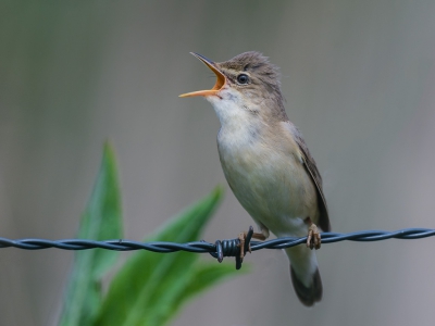 Vlak lang de weg hoorde ik de Bosrietzanger. Gauw de auto op een strategische punt gezet en niet lang daarna verscheen dit prachtige vogeltje. Gelijk opzingend met de Grasmus kon ik hem mooi fotograferen. Weliswaar niet op een mooi stengeltje maar dit nog mooie puntdraad kan er ook wel mee door......dacht ik.