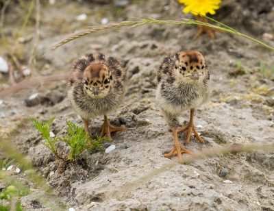 Heel veel geduld moet je hebben om jonge patrijsjes op de foto te krijgen, op een gegeven moment krijg je hun gewoontes een beetje door. De ouders liepen elke keer naar de berm van een naastliggend trottoir om mierennestjes uit te graven voor hun jongen, de foto kon ik maken toen ze door een klein greppeltje liepen, richting de miertjes.