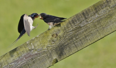 Op een hek op de dijk zat het kroost van familie de Boerenzwaluw geduldig te wachten ...en ik ook ....op het juiste moment.