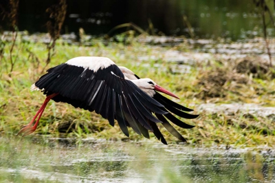 een ooievaar vliegt weg om op een andere locatie te zoeken naar voedsel. Foto genomen toen het waterpeil aan het zakken was in de waal. Door het hoge water waren er veel reigers en lepelaars in het gebied.