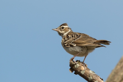 Deze boomleeuwerik werkte heerlijk mee. Hoewel een lager standpunt fraaier was geweest vond ik deze alerte houding fraai genoeg voor BP.