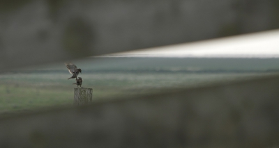 Op de waddendijk, ter hoogte van Nieuwebildtzijl was ik door een dijkhek heen een juveniele spreeuw aan het fotograferen. Op een gegeven moment wou een ander jong zijn plaats innemen....