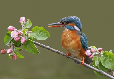 deel 1 van een serie ijsvogelfoto's. Hier het vrouwtje dat wacht op een visje.