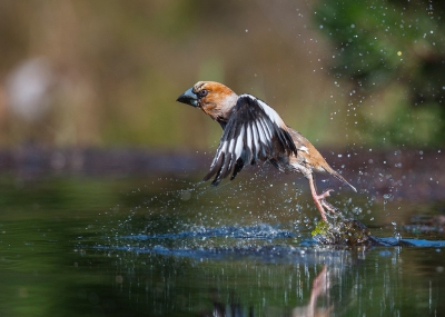 Badderen vogels worden er niet bepaald mooier op als hun vacht helemaal nat is. Het moment van opvliegen is daarentegen erg spectaculair, met name door het water wat omhoog komt. De timing, scherpte en compositie komt ontzettend precies.