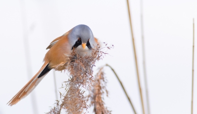 Het duurde vrij lang voordat ze bovenin het riet gingen zitten en de wind  was ook een storende factor maar al met al blij met dit resultaat.