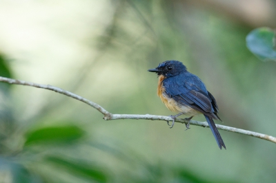 Bird picture: Cyornis rufigastra / Mangroveniltava / Mangrove Blue Flycatcher