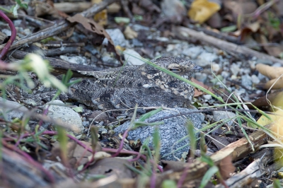 Bird picture: Caprimulgus affinis / Savannenachtzwaluw / Savanna Nightjar