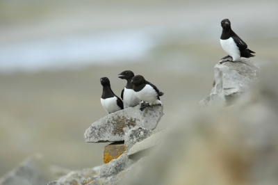 Bird picture: Alle alle / Kleine Alk / Little Auk