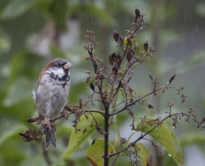 Bird picture: Passer domesticus / Huismus / House Sparrow