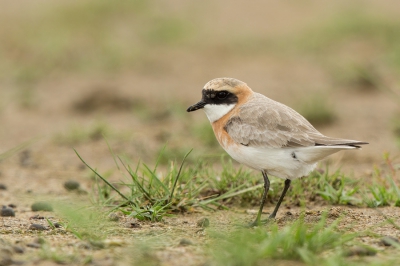 Bird picture: Charadrius mongolus / Mongoolse Plevier / Mongolian Sand Plover