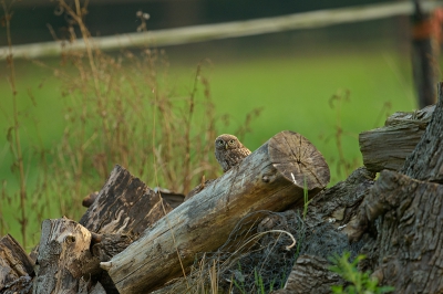 Bird picture: Athene vidalii / Steenuil / Little Owl