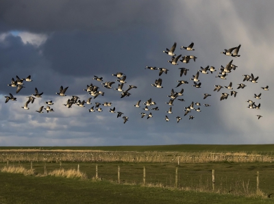 Bird picture: Branta leucopsis / Brandgans / Barnacle Goose