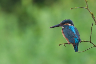 Ik probeer het gewoon :-) Mijn eerste ijsvogelfoto !