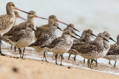 De NO kust van Queensland is het eindpunt van veel steltjes uit de arctic op trek, en een prima plek voor leuke soorten als deze grote kanoeten. Vooral het strand langs de mondaine boulevard in Cairns is mooie plek,...