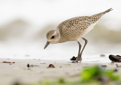 Bird picture: Pluvialis squatarola / Zilverplevier / Grey Plover