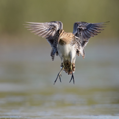 Bird picture: Gallinago gallinago / Watersnip / Common Snipe
