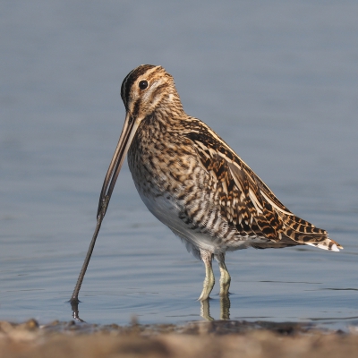 Bird picture: Gallinago gallinago / Watersnip / Common Snipe