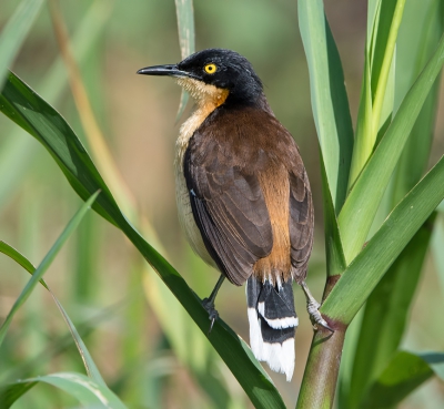 Bird picture: Donacobius atricapilla / Zwartkopdonacobius / Black-capped Donacobius