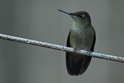 Bird picture: Sephanoides sephaniodes / Vuurkroonkolibrie / Green-backed Firecrown