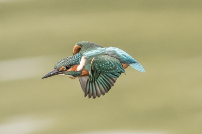 Bird picture: Alcedo atthis / IJsvogel / Common Kingfisher