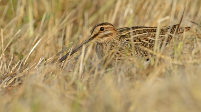 Bird picture: Gallinago gallinago / Watersnip / Common Snipe