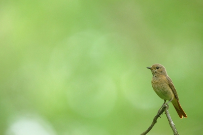 Bird picture: Phoenicurus phoenicurus / Gekraagde Roodstaart / Common Redstart