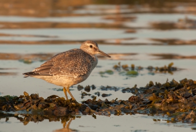 Bird picture: Calidris canutus / Kanoet / Red Knot