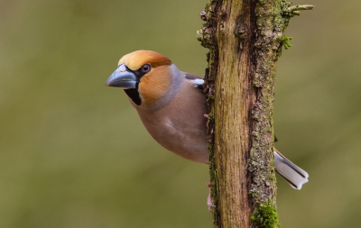 Het blijven indrukwekkende vogels ! Zeker als je ze van zo dichtbij mag aanschouwen !