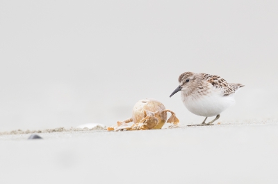 Nog een plaatje van de vogel maar nu zonder zijn Blonde vriendje