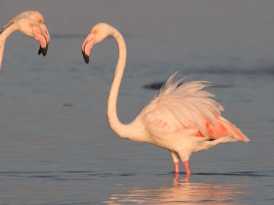 Deze foto van de Flamingos kwam bijna zo uit mijn camera qua uitsnede en ik vind het effect weel leuk van die twee die links in beeld even om het hoekje komen kijken. Ik ben benieuwd wat jullie er van vinden.