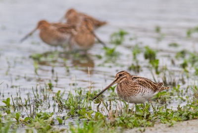 Deze watersnip kwam lekker dichtbij zitten. Ik vind het trio in de achtergrond wel een leuke aanvulling aan de foto.