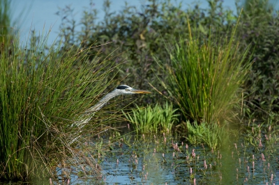 Het is geen bijzondere vogel maar vind het plaatje wel mooi zoals die reiger om de struik heen keek

Gr Bennie