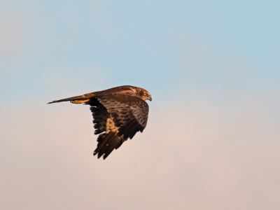 Deze Bruine Kiekendief kwam al vroeg aanvliegen terwijl ik in mijn schuiltentje zat. Dat is ook te zien aan de kleur van de wolken op de achtergrond, de zon was ng maar net op.