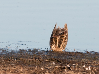 De Watersnippen zijn weer met duizenden aanwezig en laten zich prima fotograferen. Ik dacht zelf dat deze houding alleen bij de balts werd aangenomen maar blijkbaar doen zij het ook als er een roofvogel laag overkomt, tenminste, dat gebeurde bij deze foto.